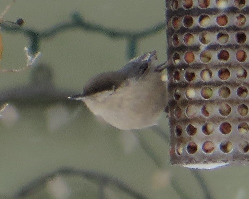 Pygmy Nuthatch - ML613228716