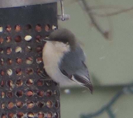 Pygmy Nuthatch - ML613228717