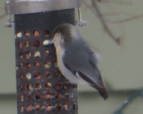 Pygmy Nuthatch - ML613228718