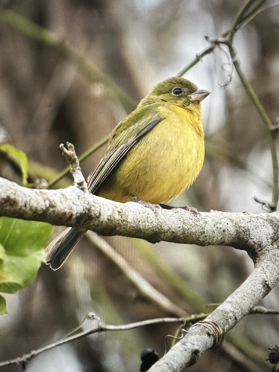 Painted Bunting - ML613228747