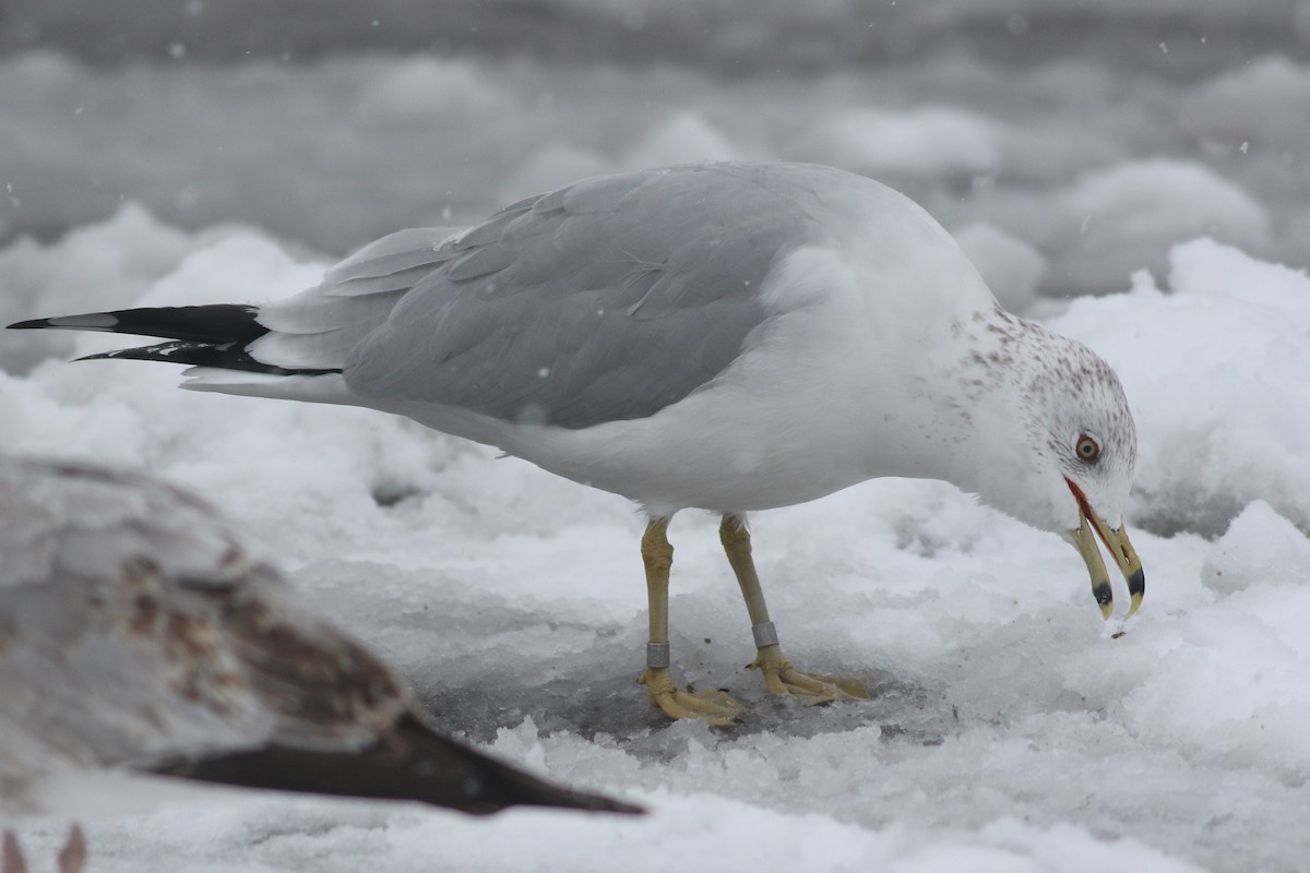 Ring-billed Gull - ML613228758