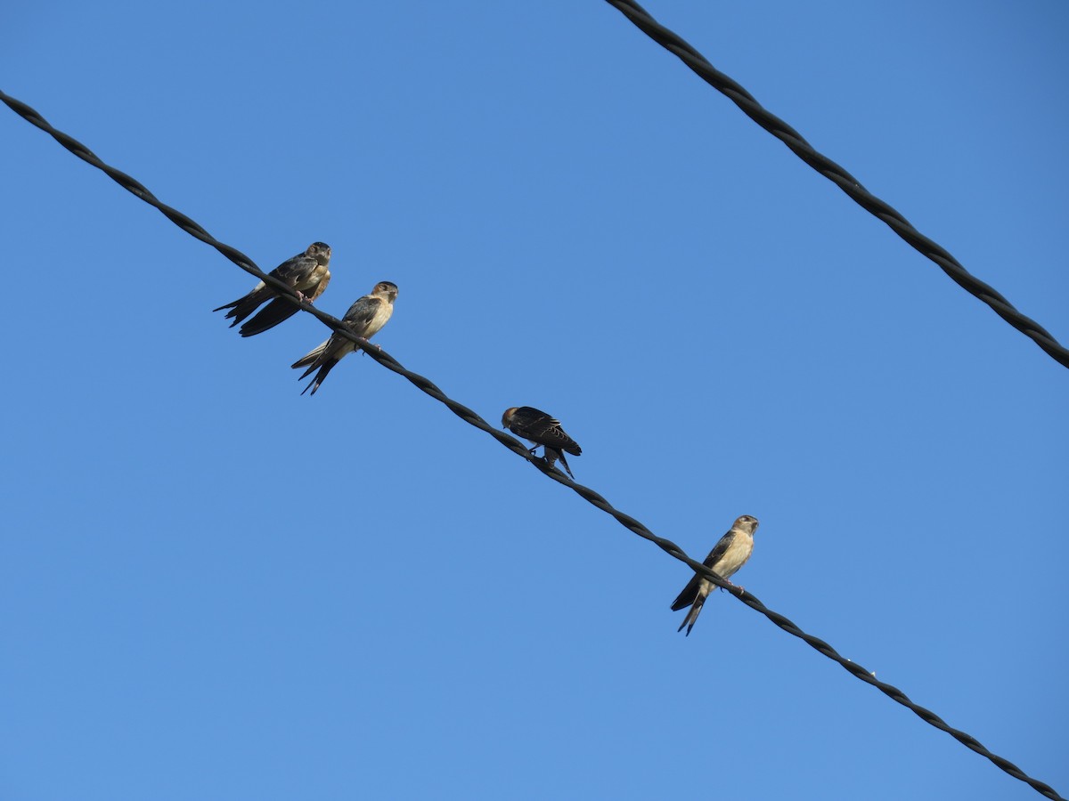 European Red-rumped Swallow - ML613228759