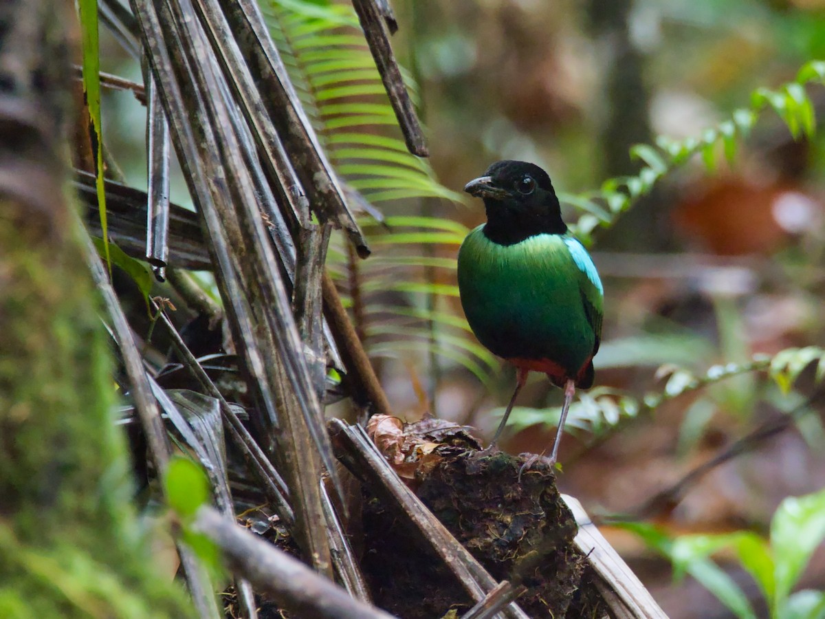 Eastern Hooded Pitta - ML613228854