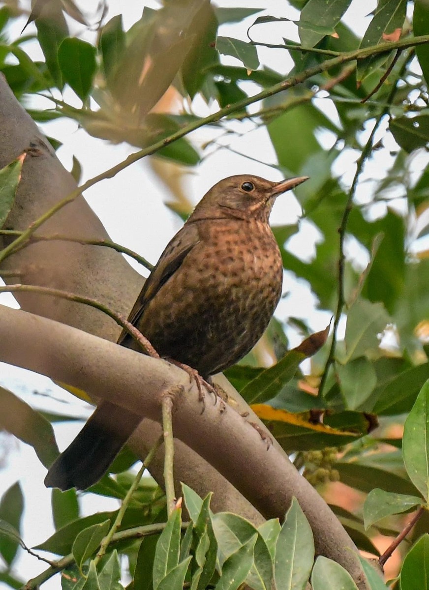 Eurasian Blackbird - ML613228894