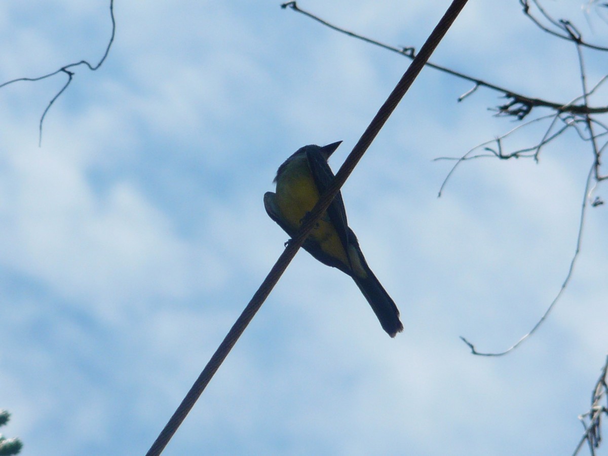 Tropical Kingbird - ML613228932