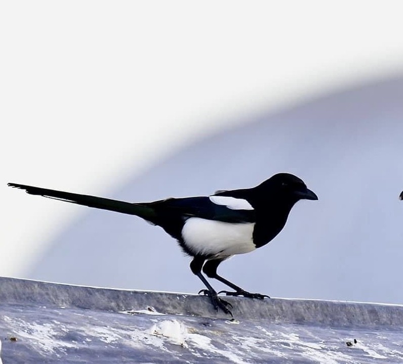 Eurasian Magpie - Norhafiani  A Majid