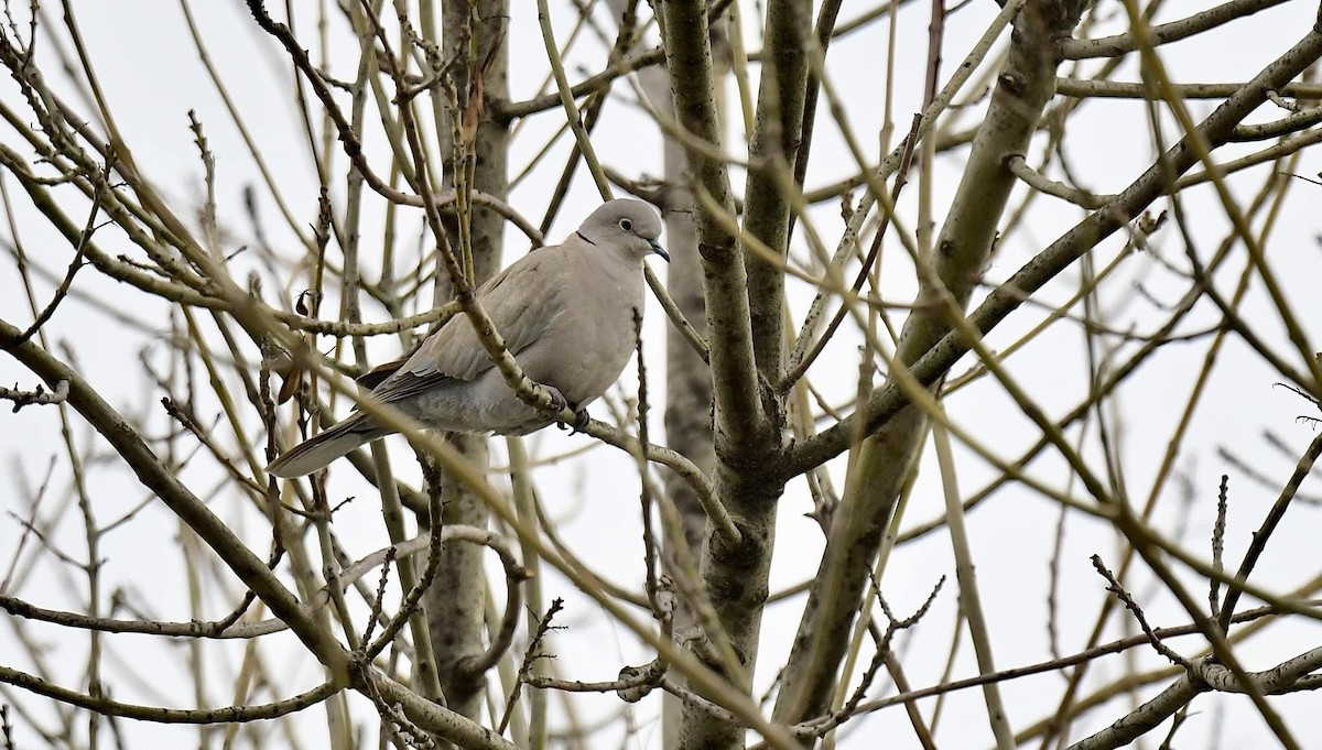 Eurasian Collared-Dove - ML613228941