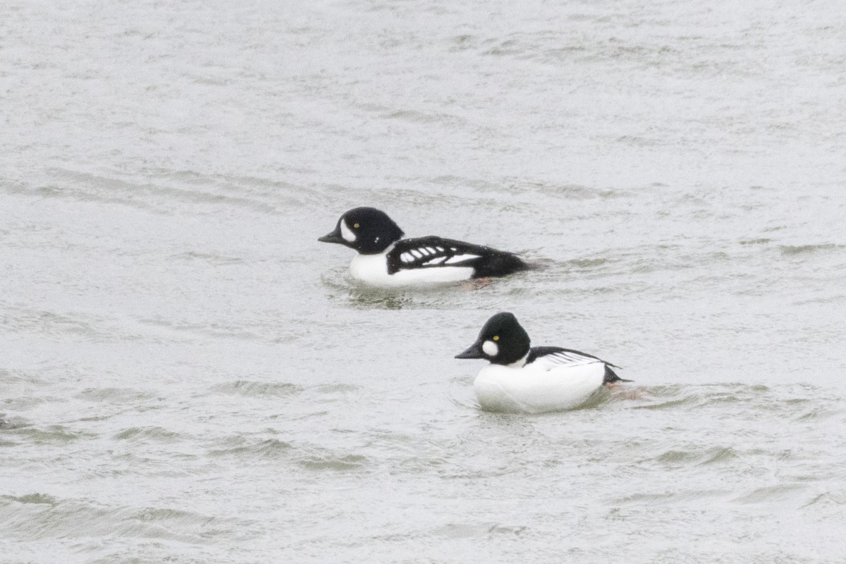 Barrow's Goldeneye - ML613228979