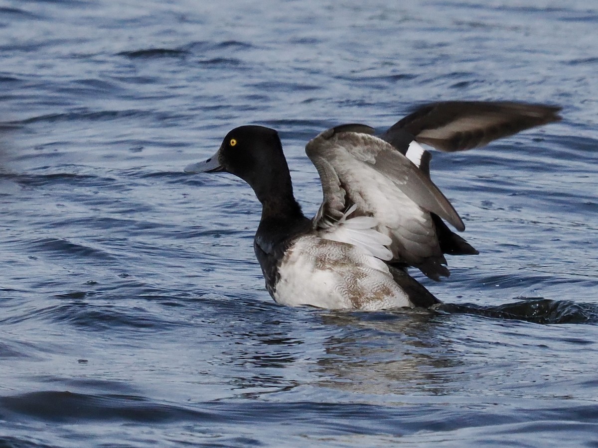 Lesser Scaup - ML613229061