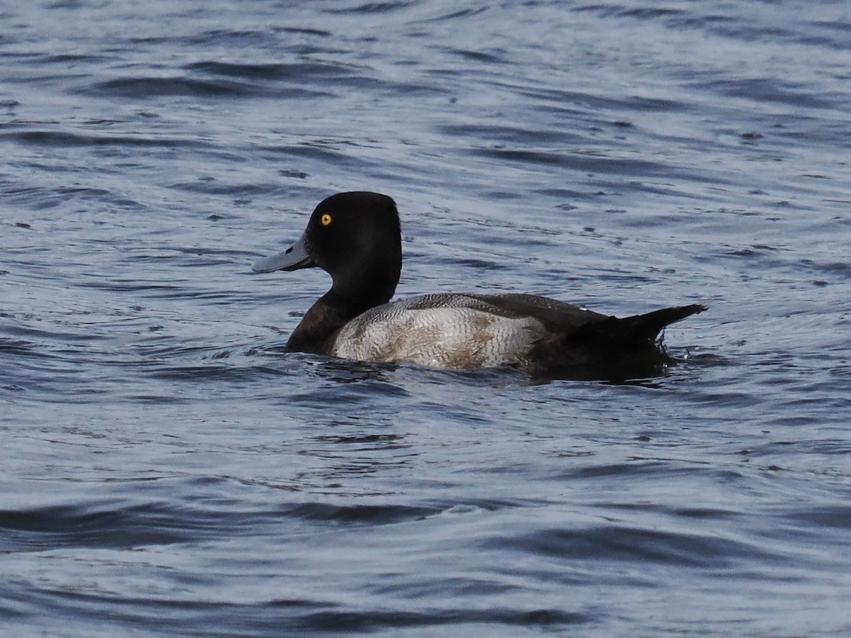 Lesser Scaup - ML613229062