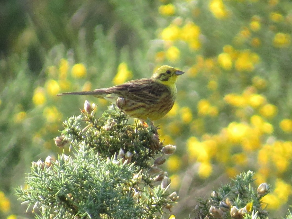 Yellowhammer - ML613229086