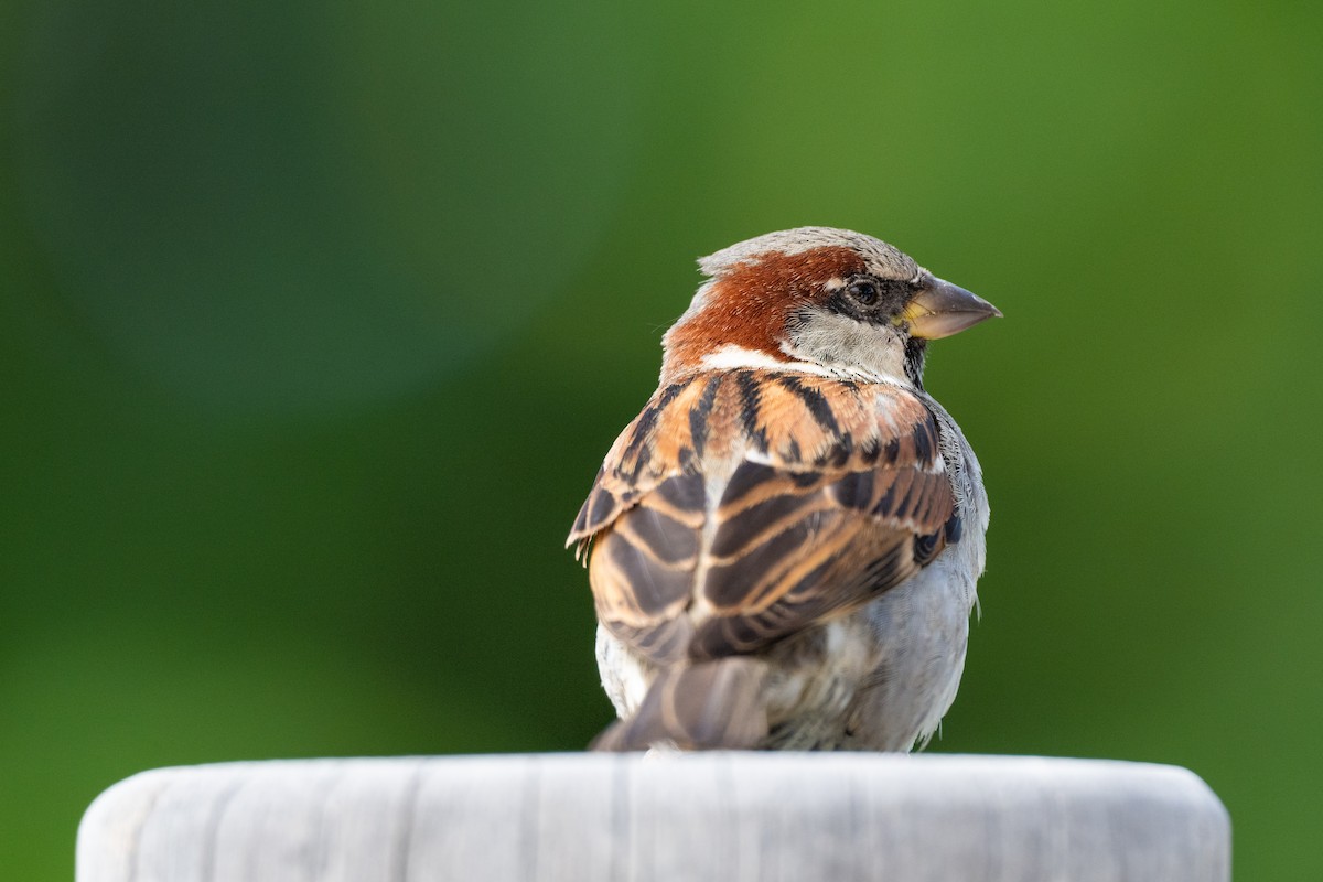 House Sparrow - ML613229153