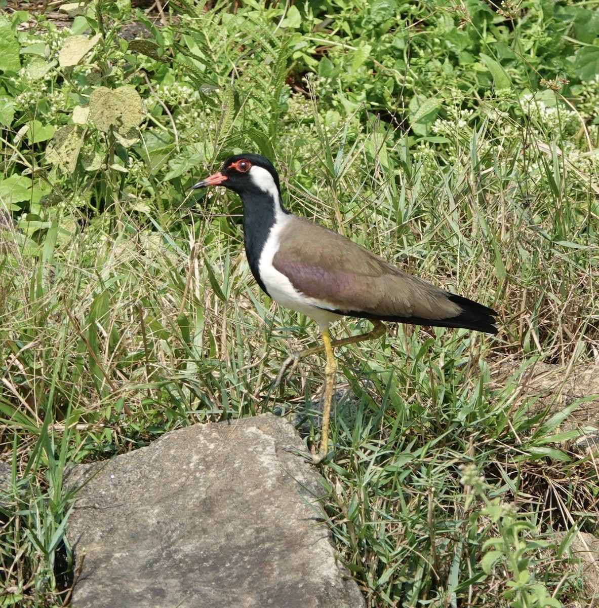 Red-wattled Lapwing - ML613229174