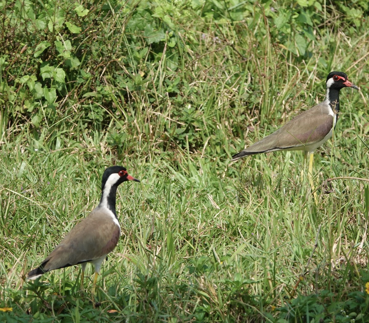 Red-wattled Lapwing - ML613229175