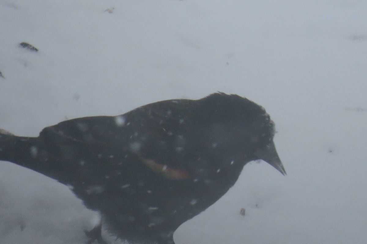 Red-winged Blackbird - ML613229230