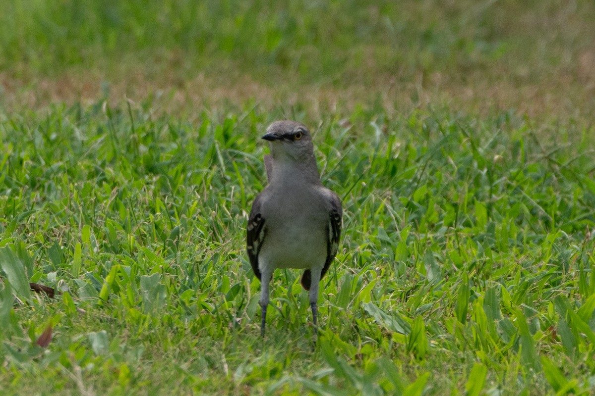 Northern Mockingbird - Marcello Caruso-Turiello