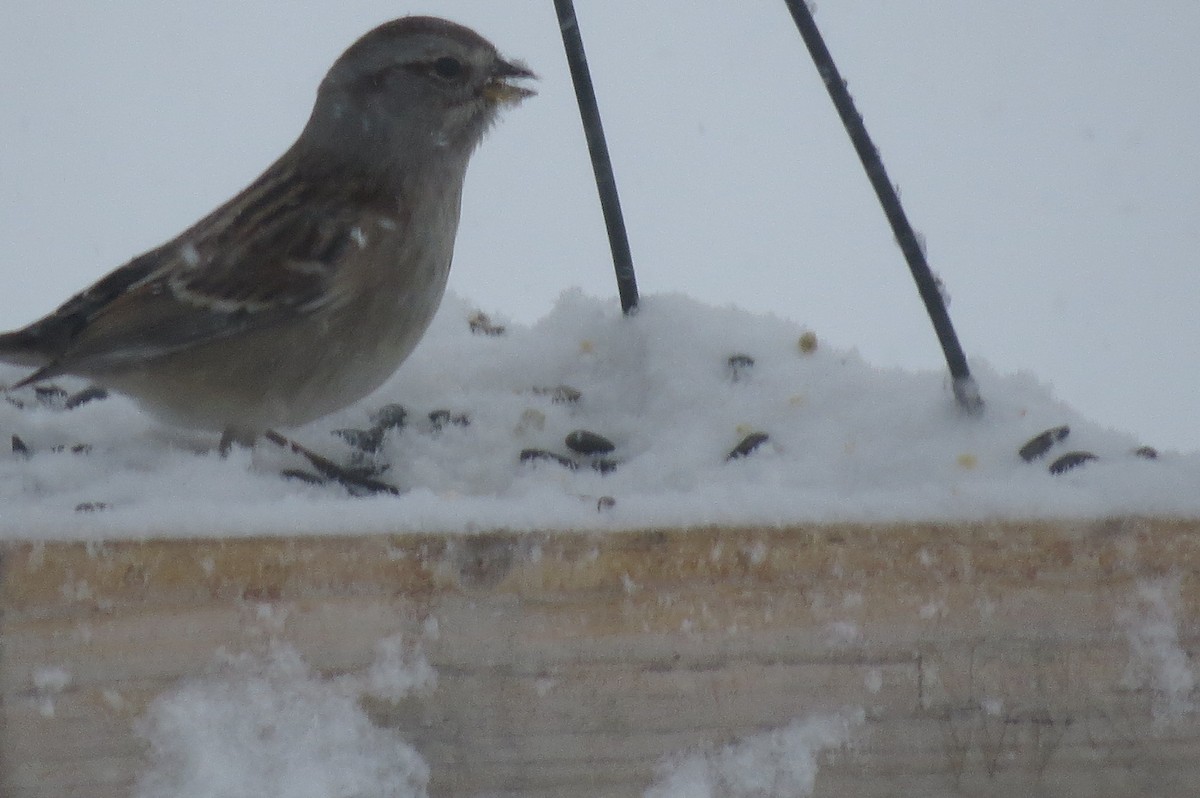 American Tree Sparrow - ML613229235