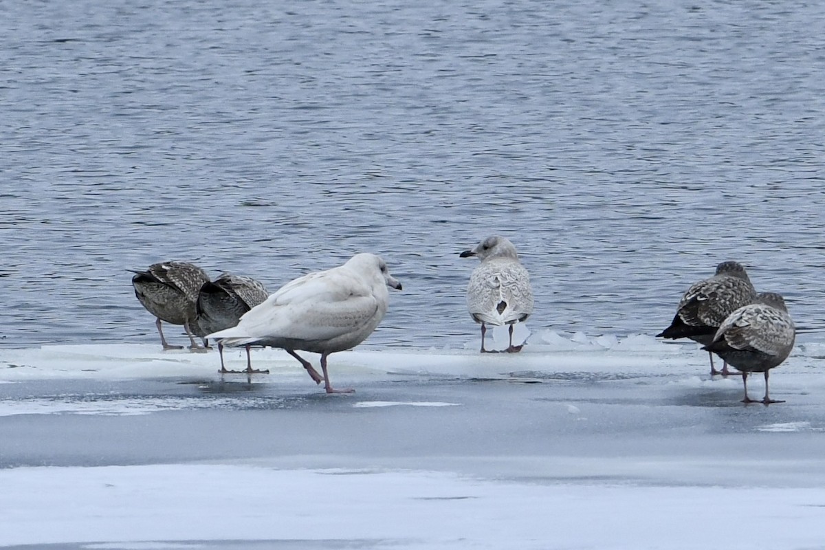 Glaucous Gull - Mike Coyne