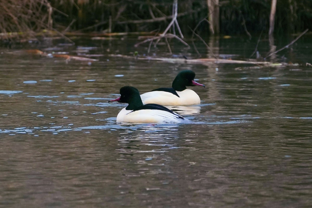 Common Merganser - ML613229352