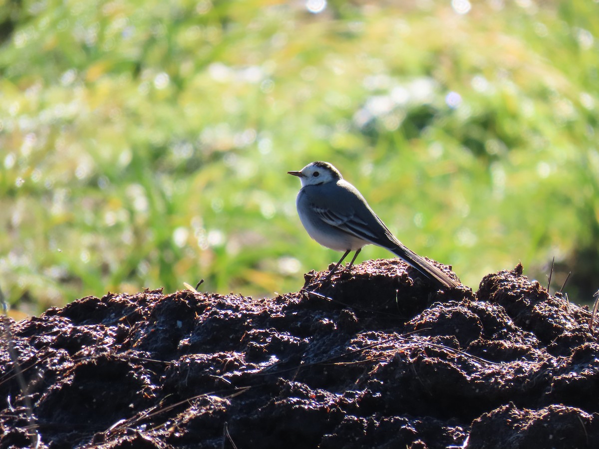 White Wagtail - Federico  Iglesias García