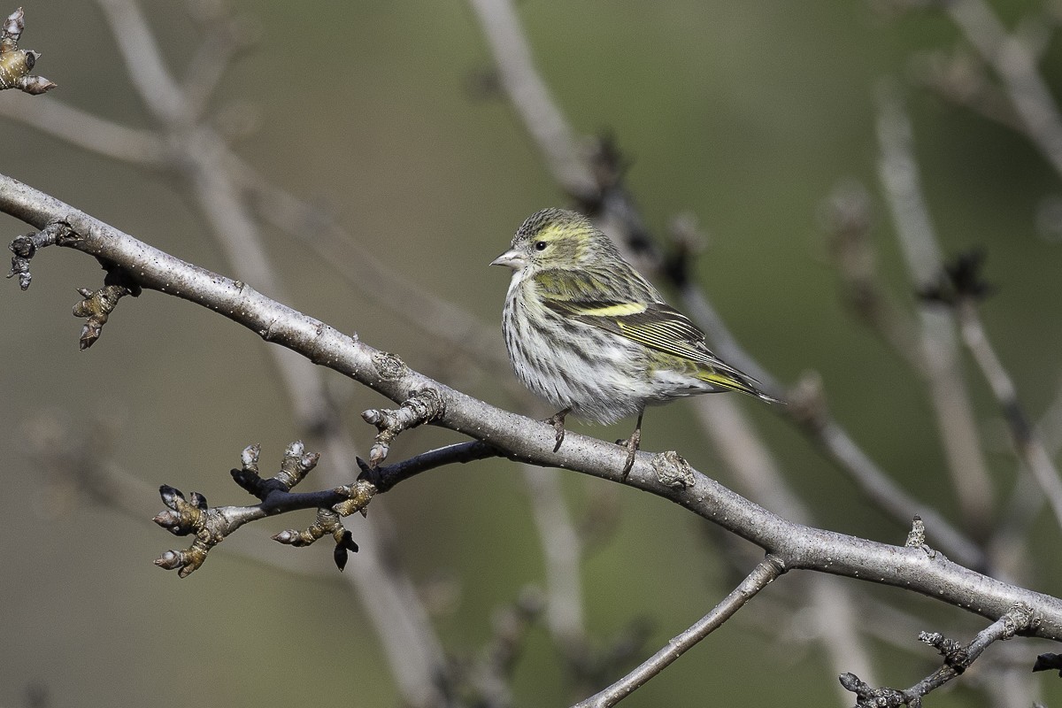 Eurasian Siskin - ML613229387