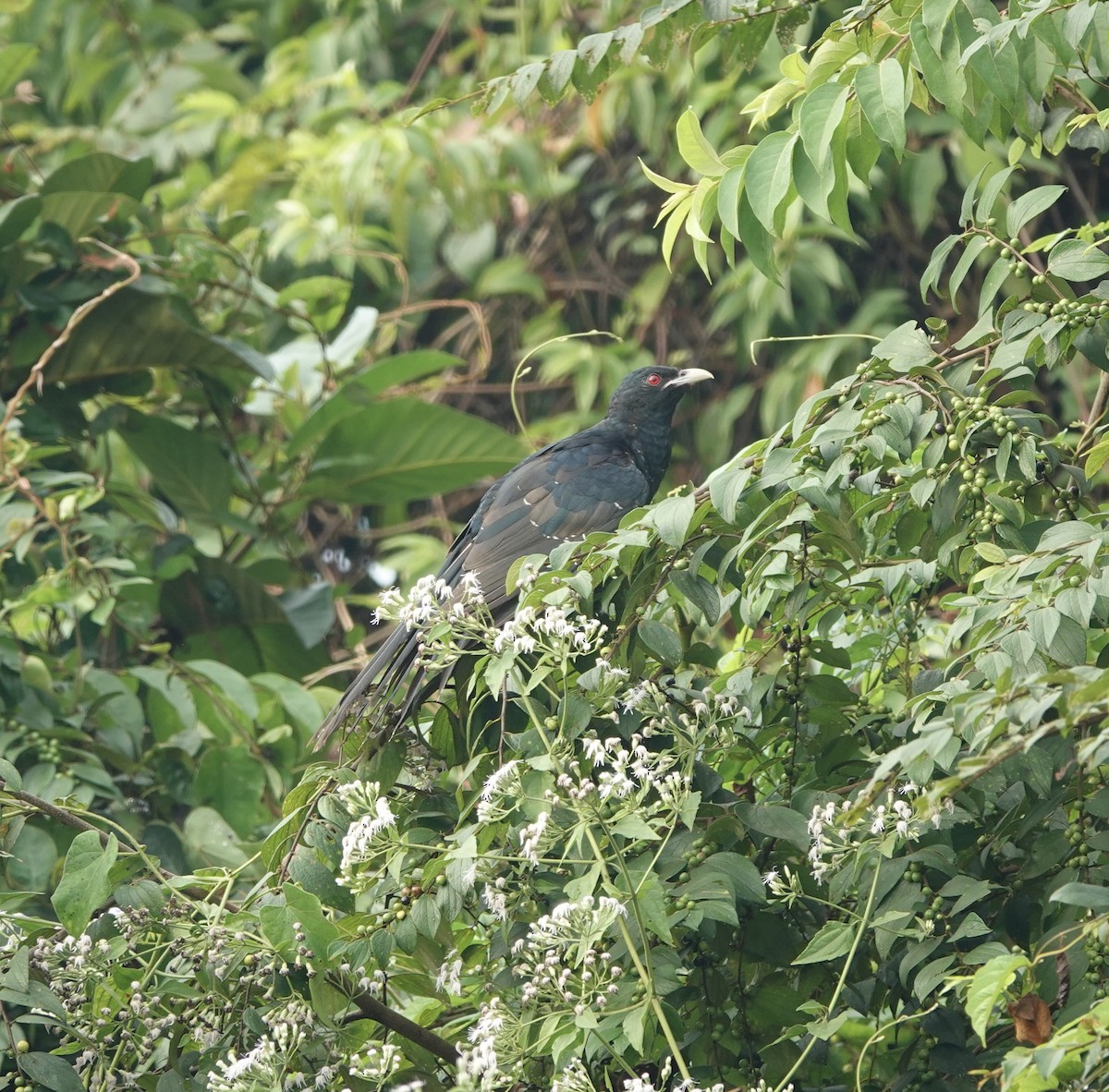 Asian Koel - deidre asbjorn