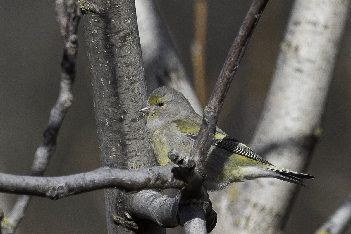 Citril Finch - ML613229496