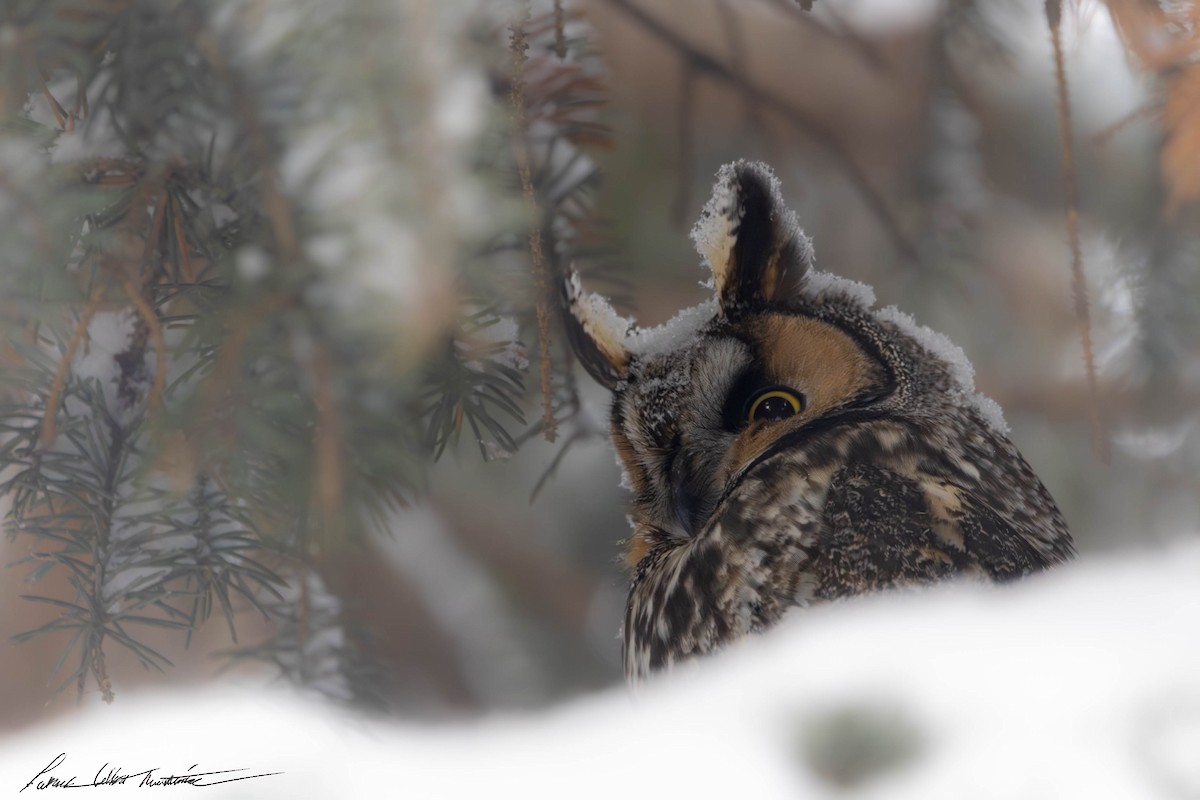 Long-eared Owl - Patrick Colbert Muetterties