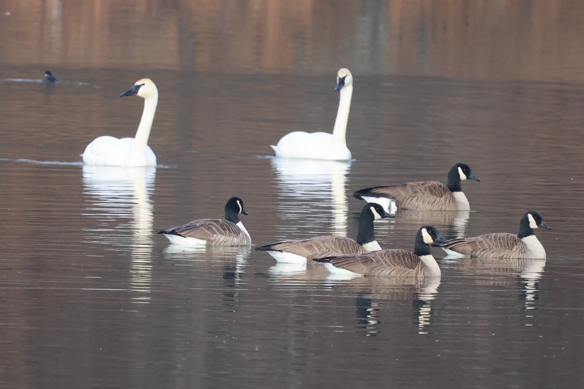 Canada Goose - ML613229611