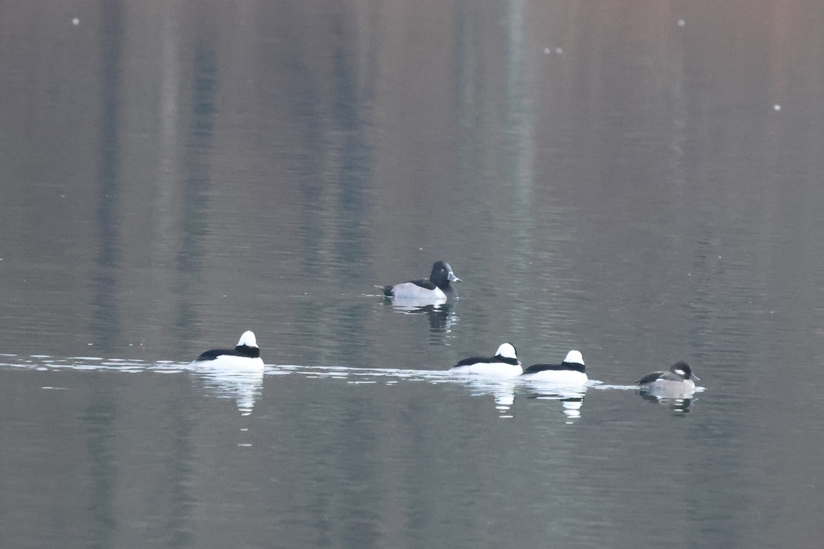 Ring-necked Duck - ML613229673