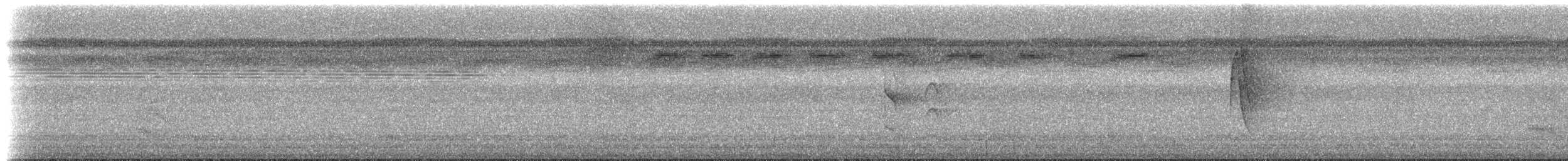 Weißflanken-Ameisenschlüpfer [axillaris-Gruppe] - ML613229797