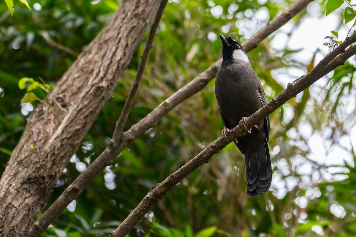 Black-throated Laughingthrush (Black-throated) - ML613229802