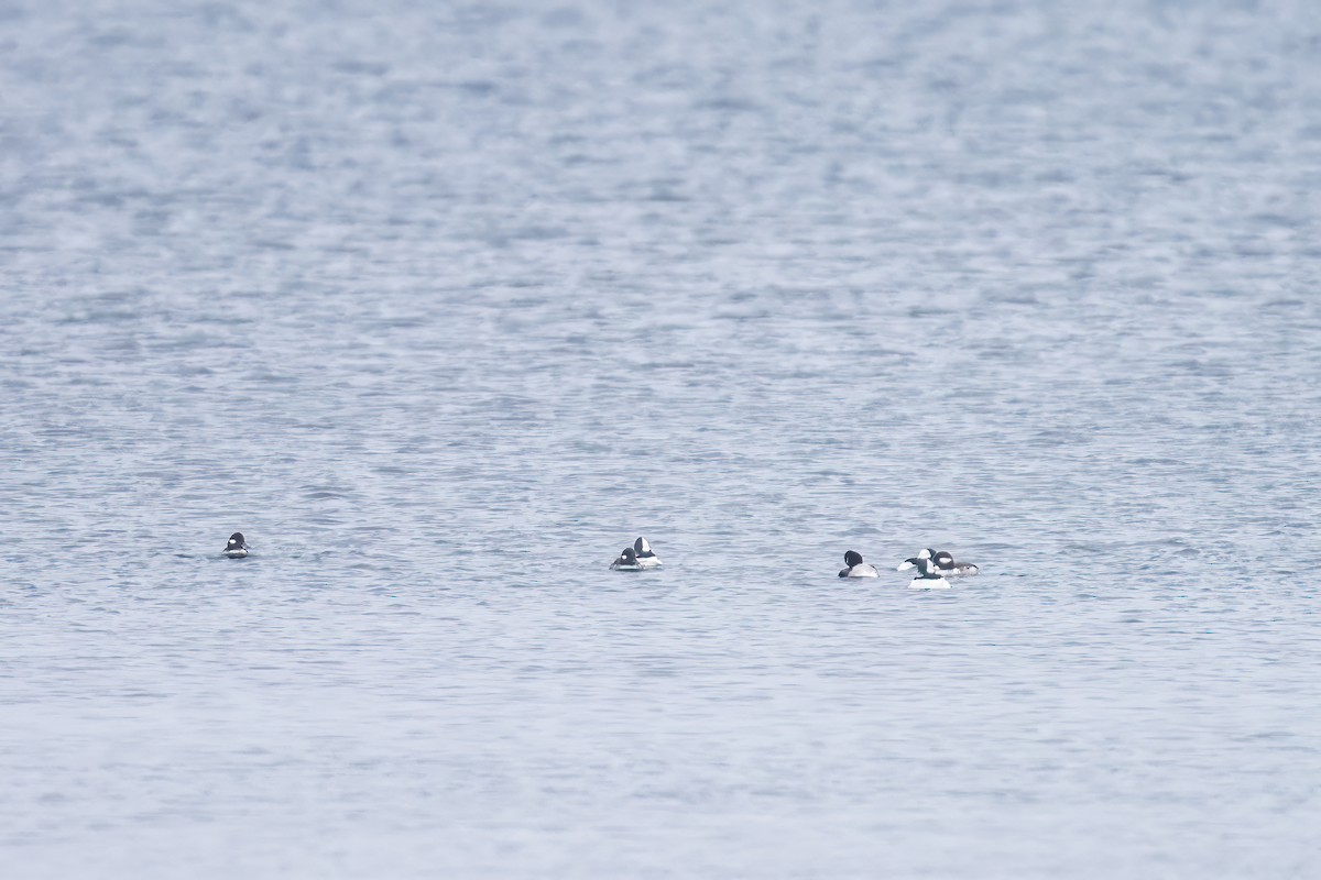 Bufflehead - ML613230007