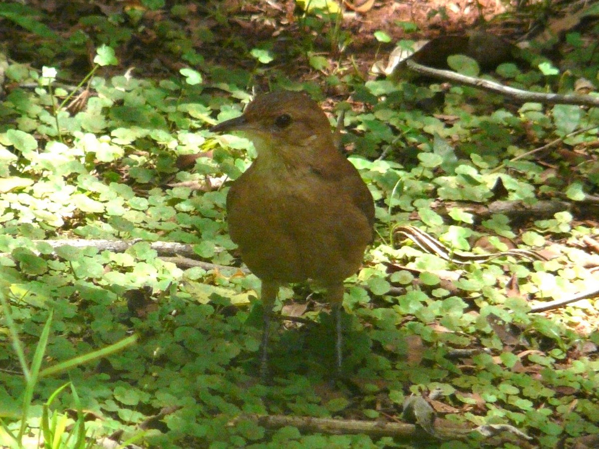 Rufous Hornero - ML613230072