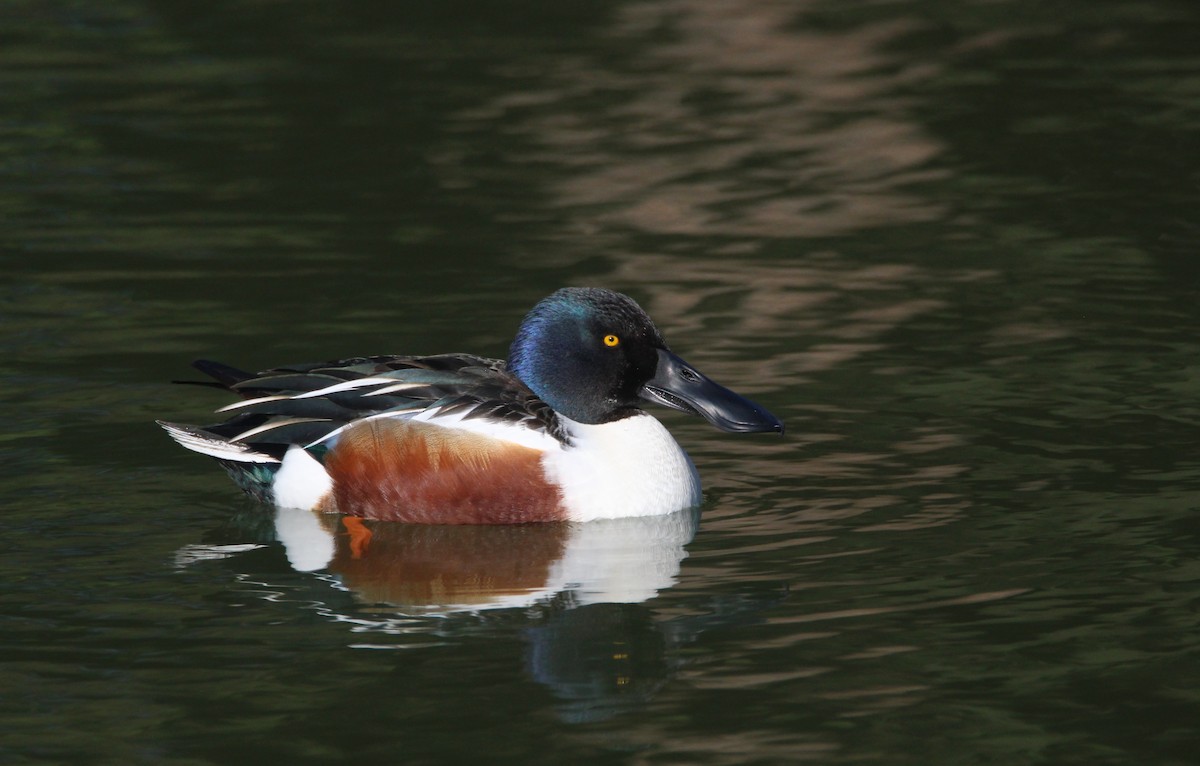 Northern Shoveler - ML613230157