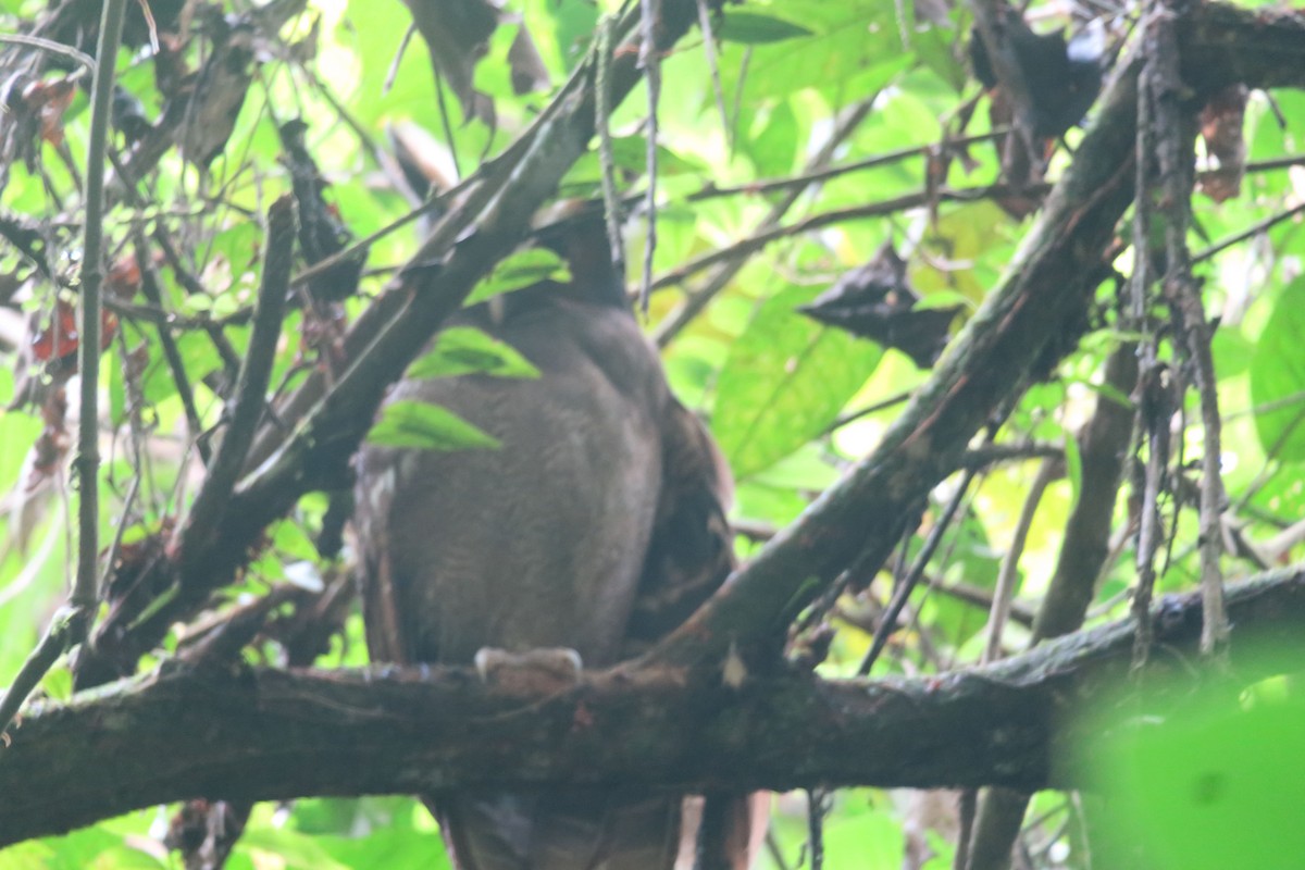 Crested Owl - ML613230204