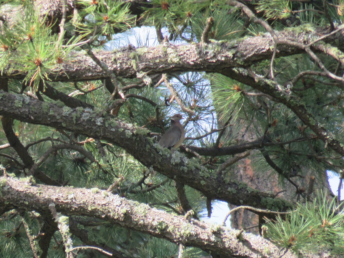 Band-tailed Pigeon - ML613230206