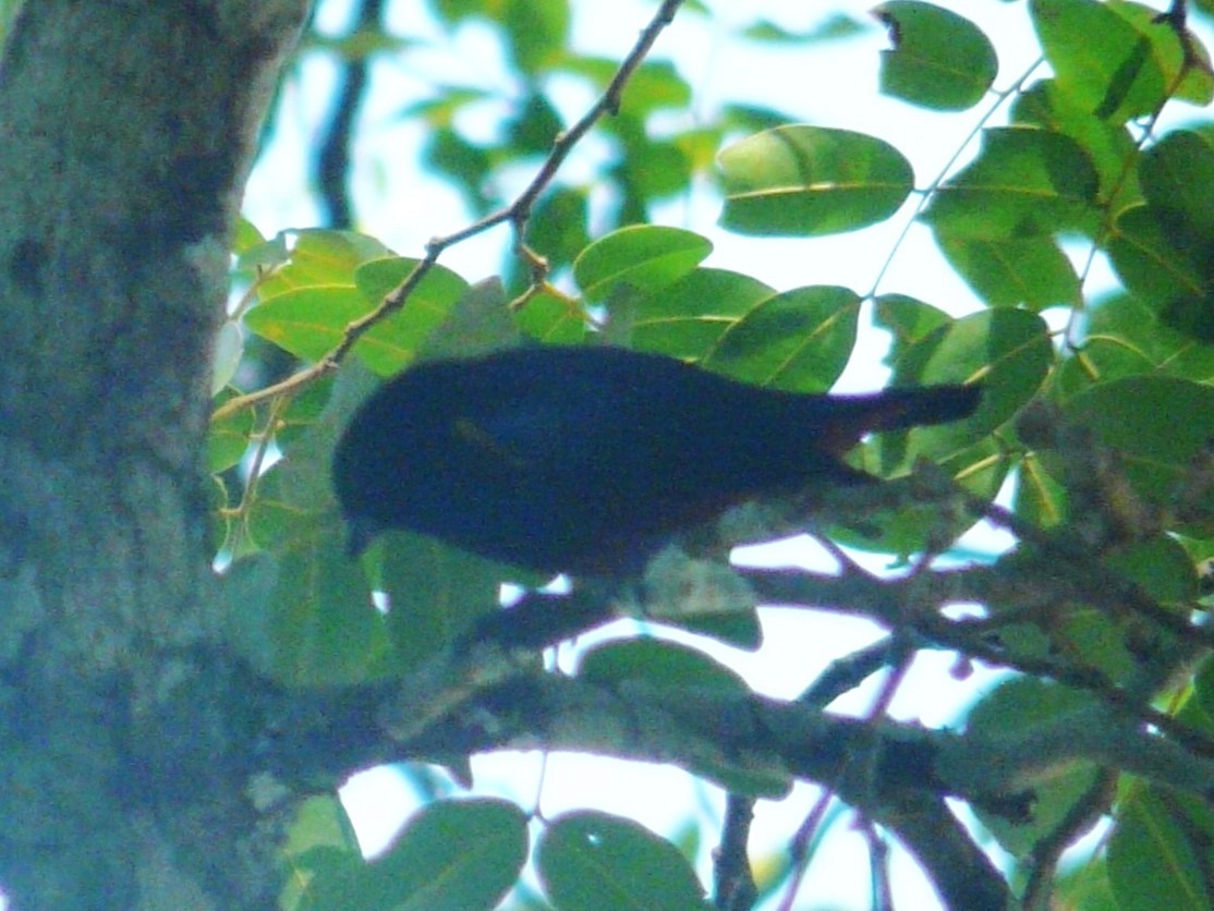 Chestnut-bellied Euphonia - ML613230213