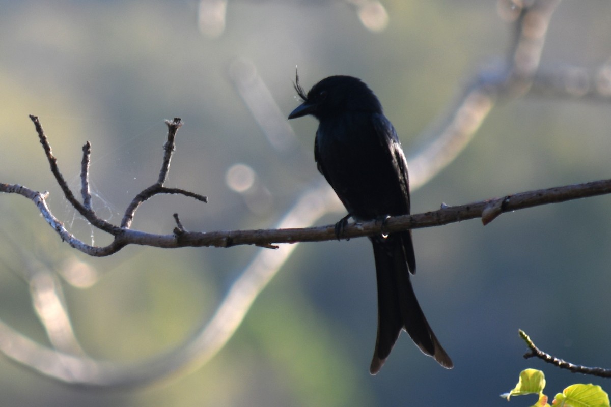 Crested Drongo - ML613230325