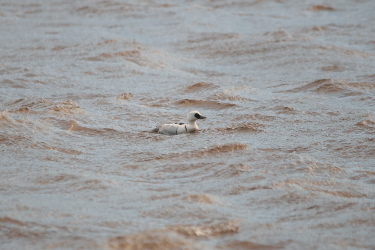 Smew - ML613230346