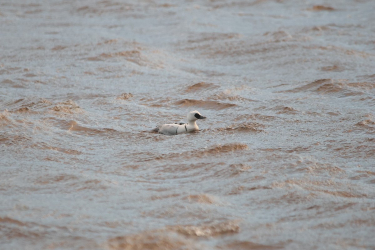 Smew - ML613230346