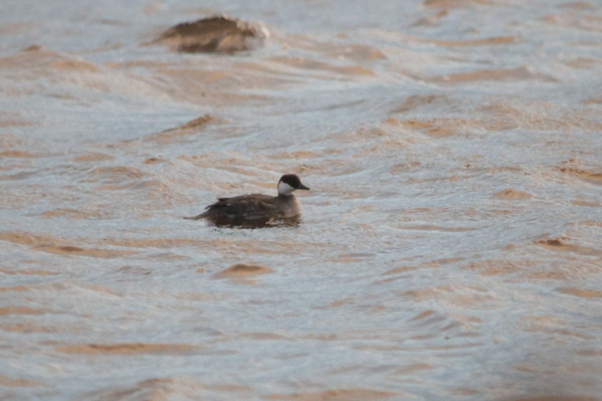 Smew - Per Harald Pedersen