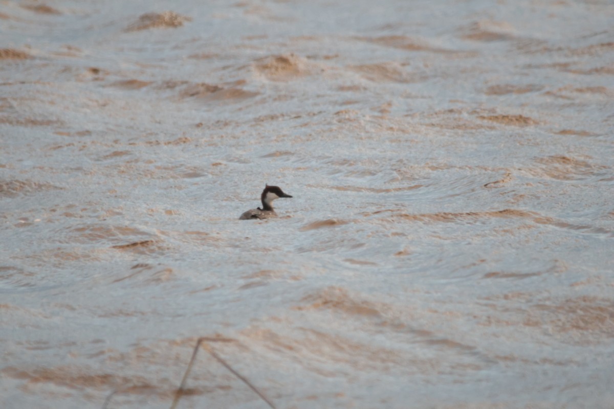 Smew - ML613230350