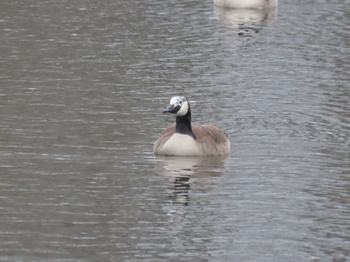 Canada Goose - ML613230577