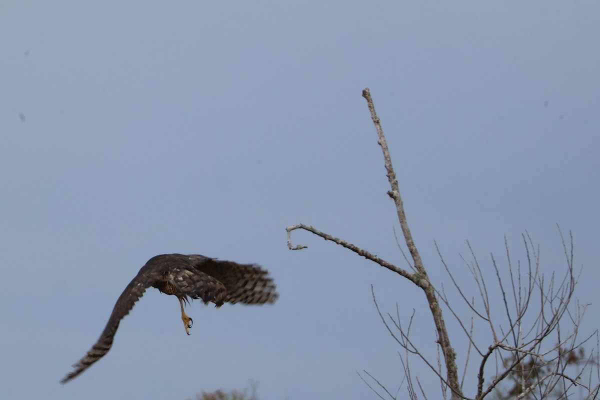 Cooper's Hawk - ML613230596