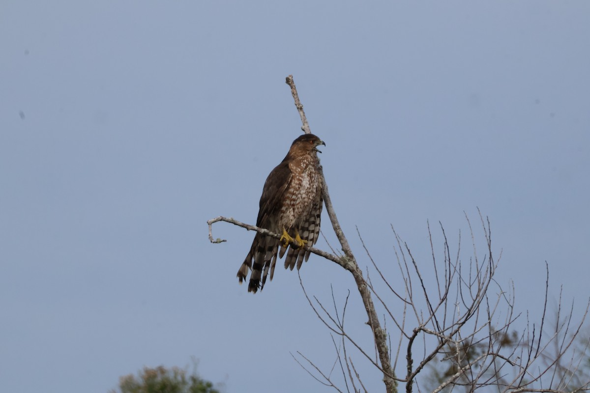 Cooper's Hawk - ML613230597