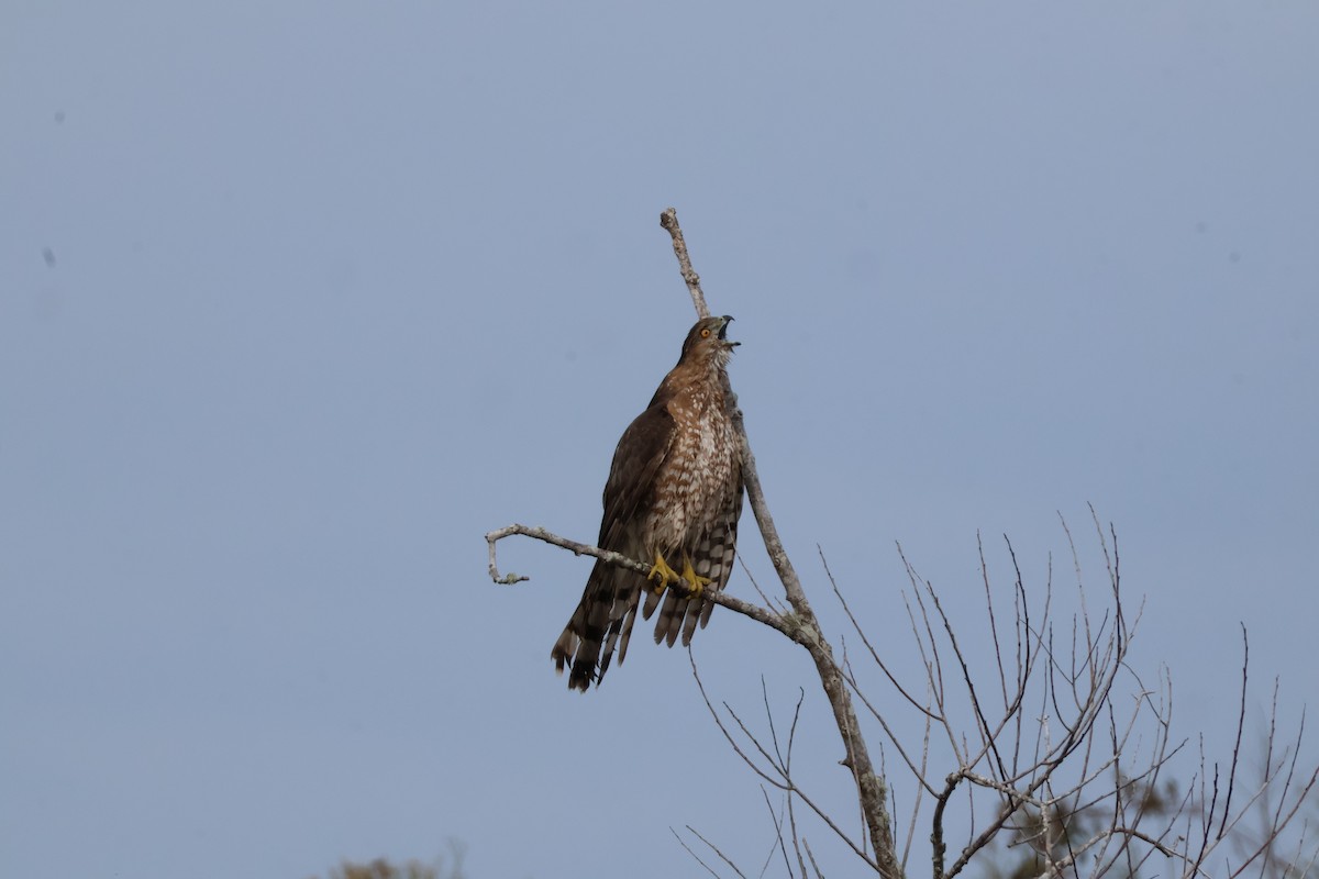 Cooper's Hawk - ML613230600