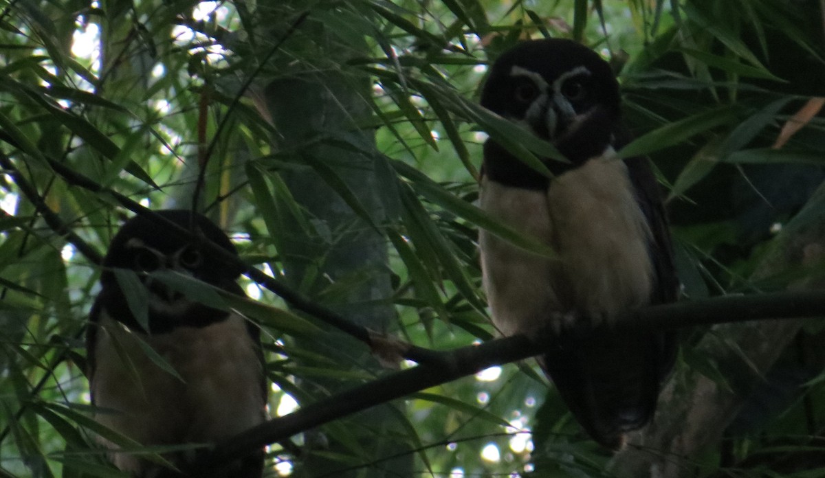 Spectacled Owl - ML613230616