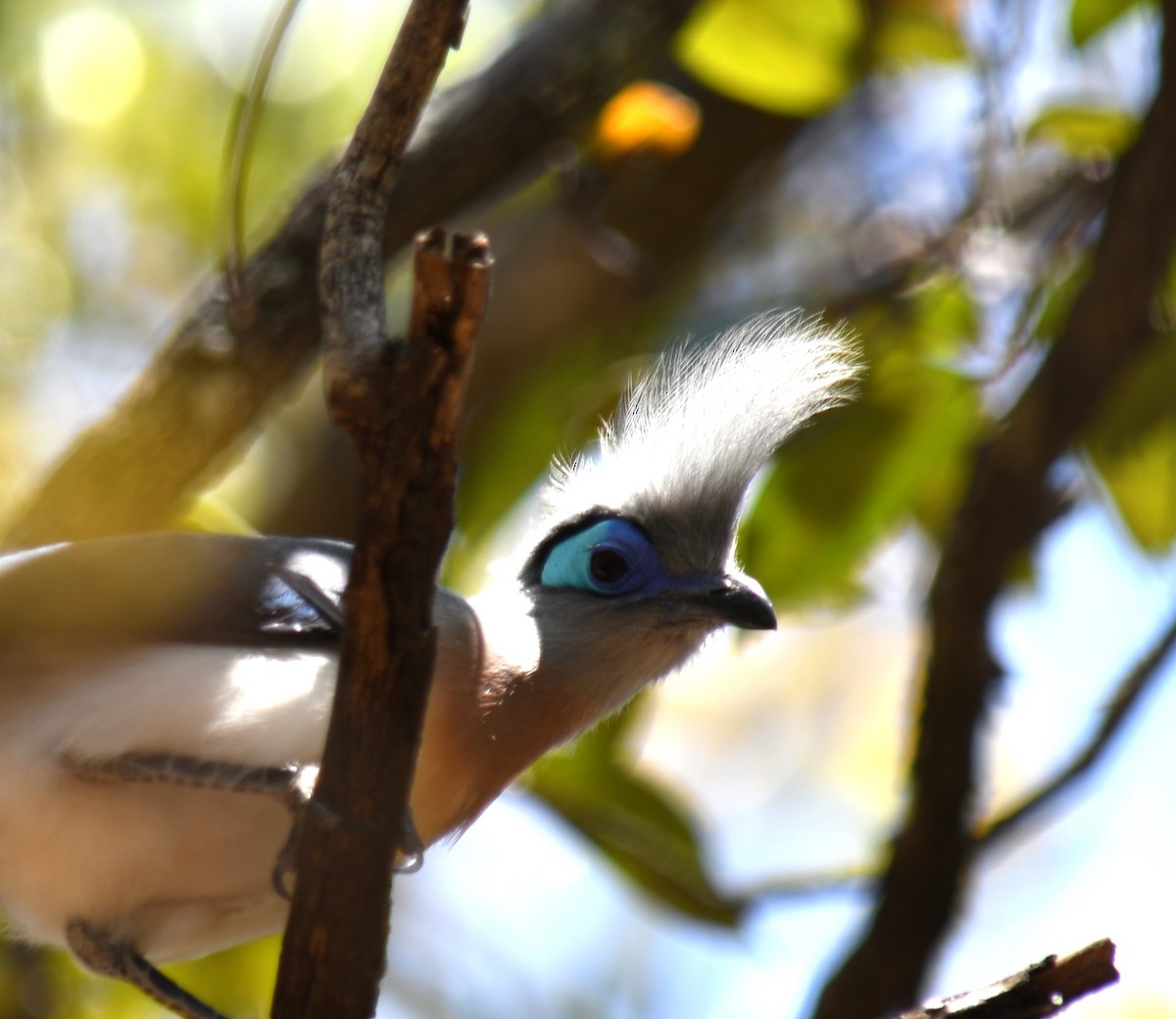 Crested Coua (Crested) - ML613230677