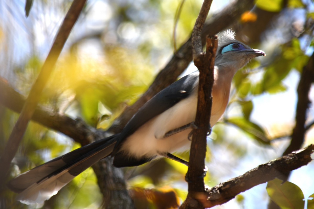 Crested Coua (Crested) - ML613230682